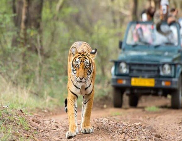 Golden Triangle With Ranthambore